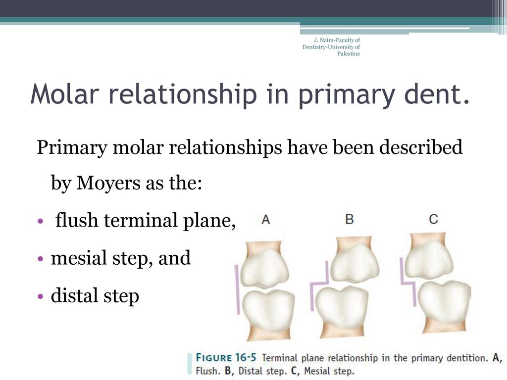 Introduction to oral dental anatomy and morphology ppt download