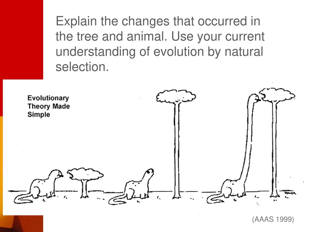 Explain the changes that occurred in the tree and animal