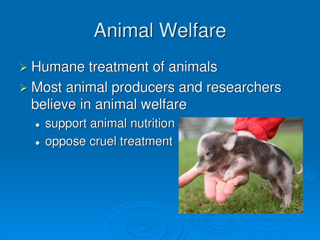 Animal Welfare vs. Animal Rights - ppt download