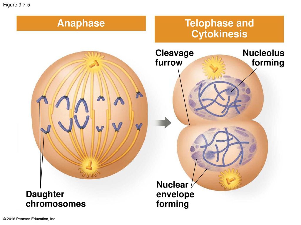 Анафаза клетки. Анафаза ЕГЭ. Анафаза презентация. Cytokinesis. Анафаза ген код.