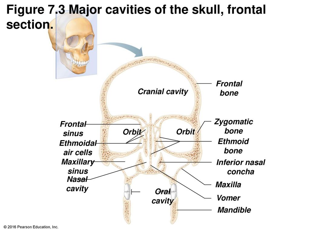 7.3 The Skull – Anatomy & Physiology