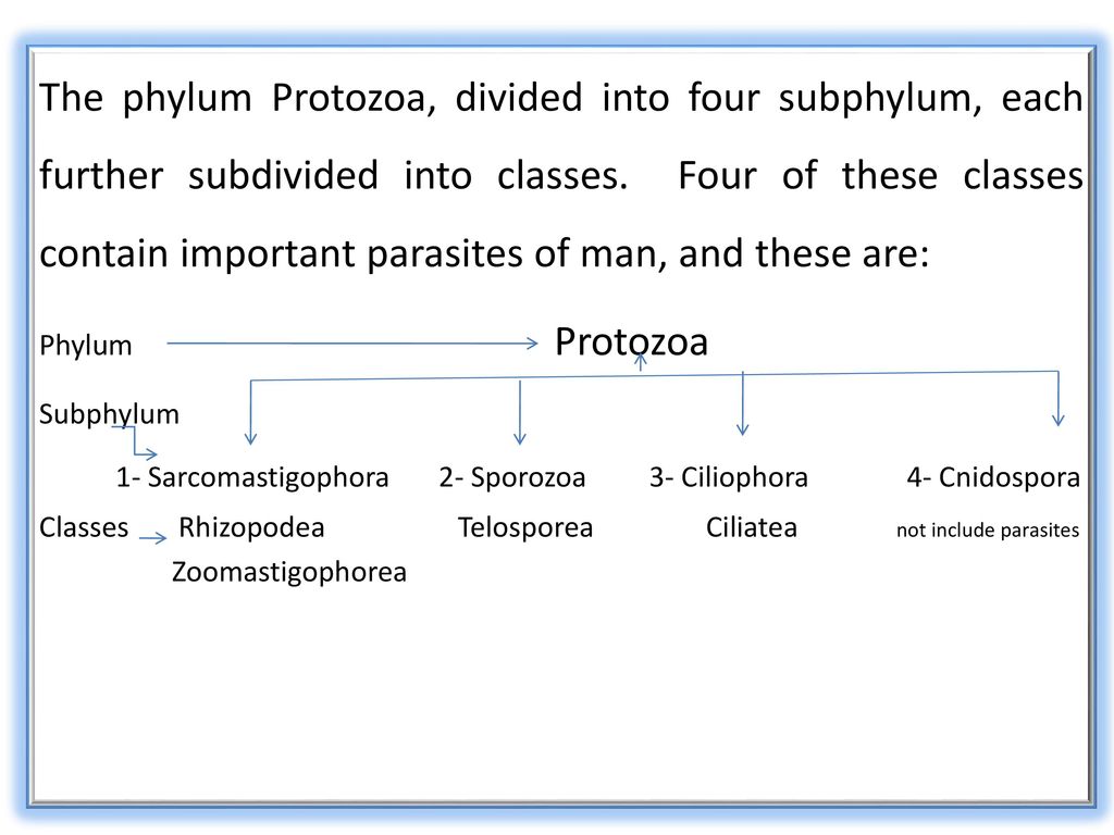 subphylum of protozoa