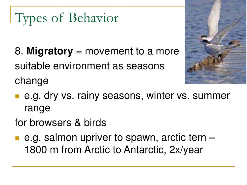 Animal Behavior Things Animals Do…. - ppt download