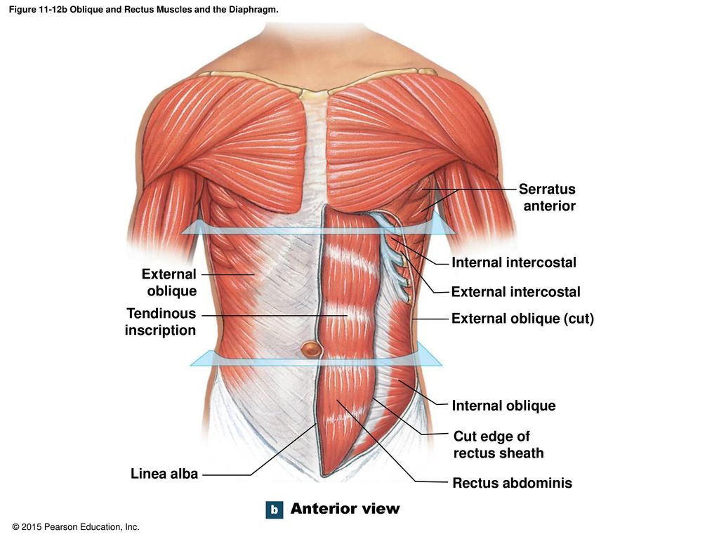 External Oblique мышца