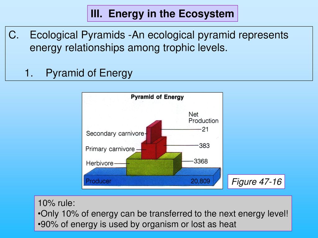 SF Bay Estuary Ecology Notes Ppt Download   III. Energy In The Ecosystem 