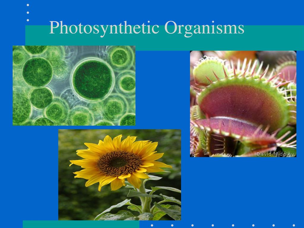 Photosynthesis. - ppt download