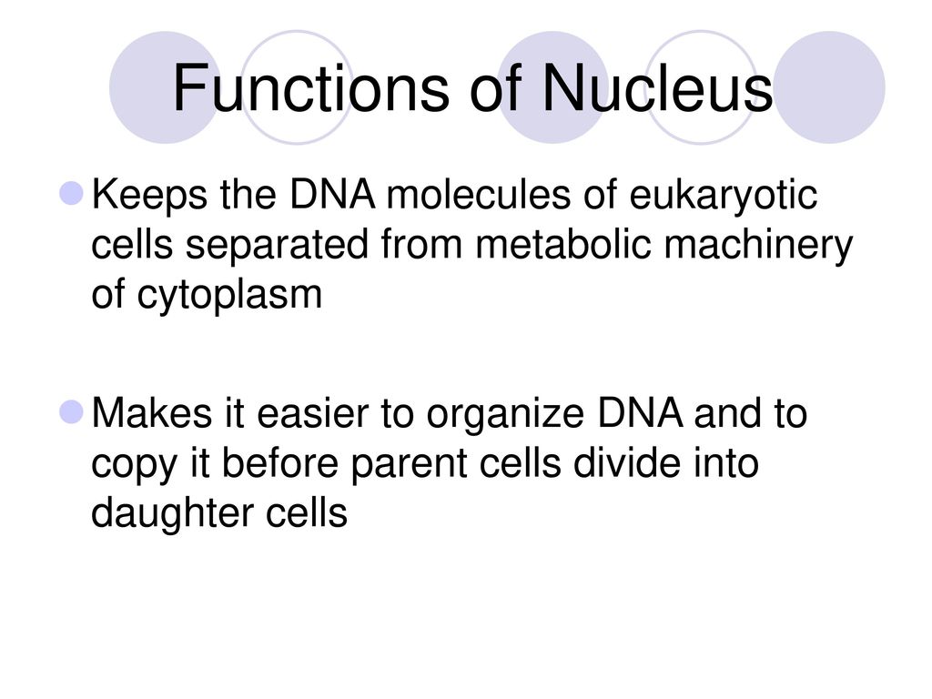 Functions of Nucleus Keeps the DNA molecules of eukaryotic cells separated from metabolic machinery of cytoplasm.