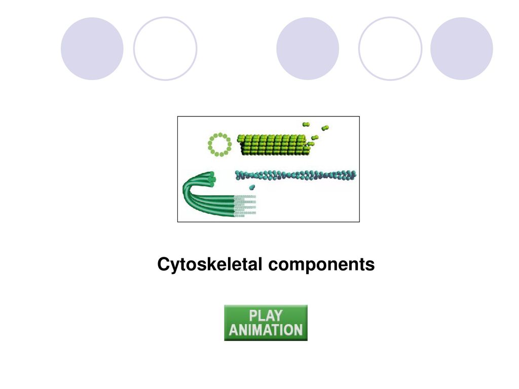 Cytoskeletal components