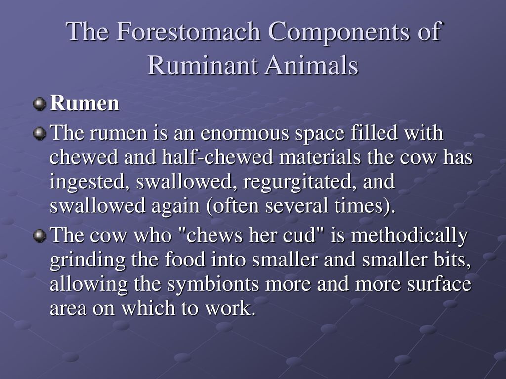 The Forestomach Components of Ruminant Animals