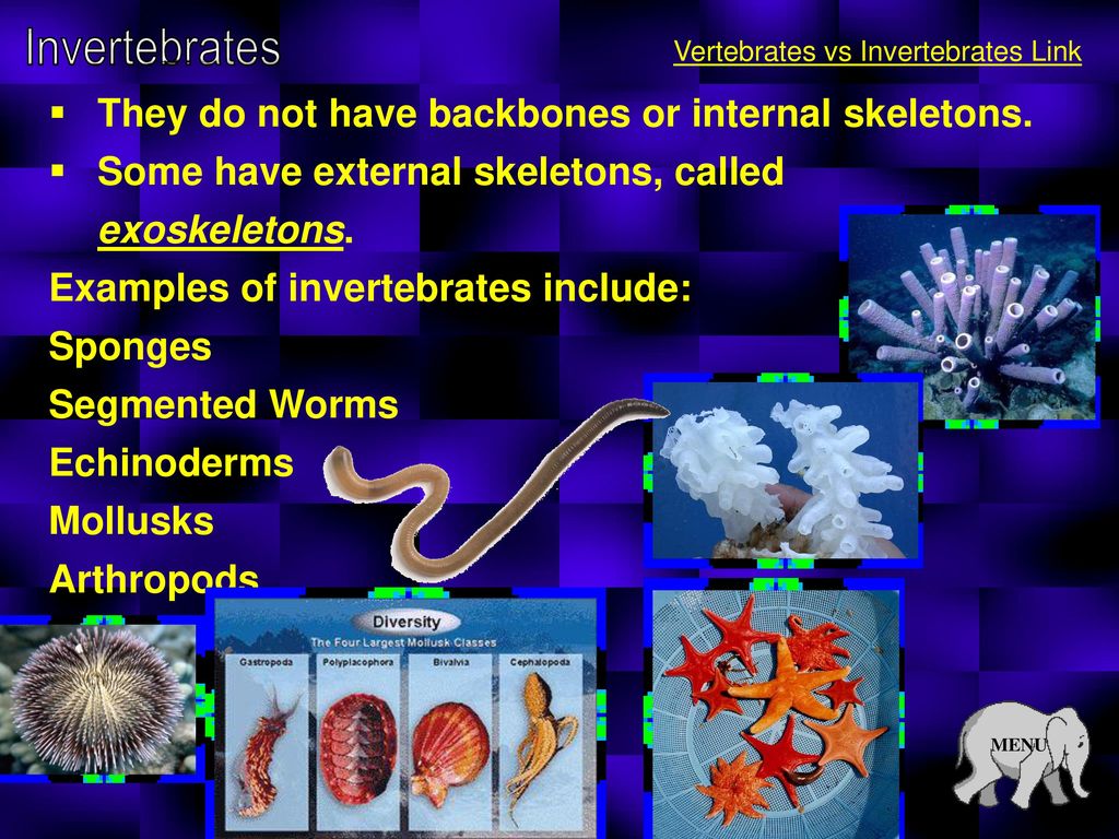 Animal Unit. - ppt download