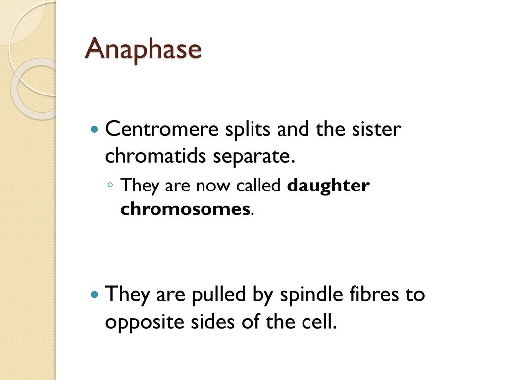 The Cell Cycle & Mitosis Biology Diagrams