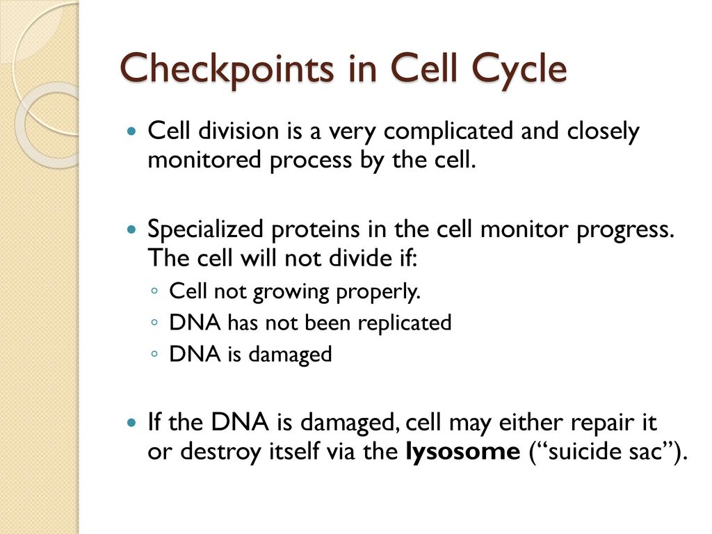 The Cell Cycle & Mitosis Biology Diagrams