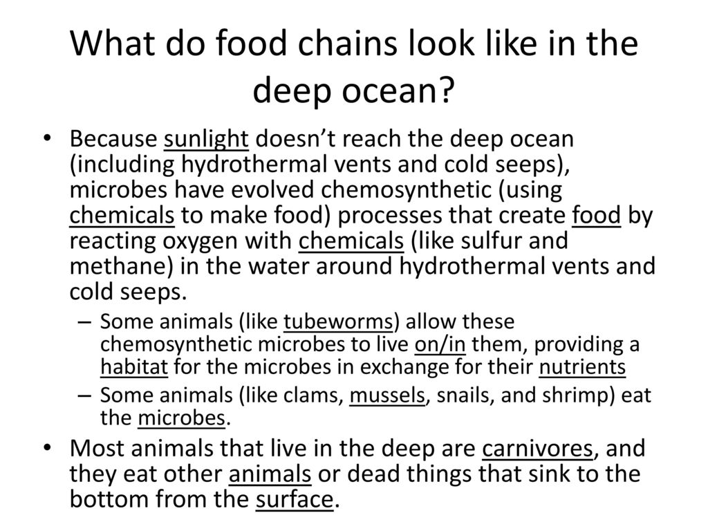 What do food chains look like in the deep ocean