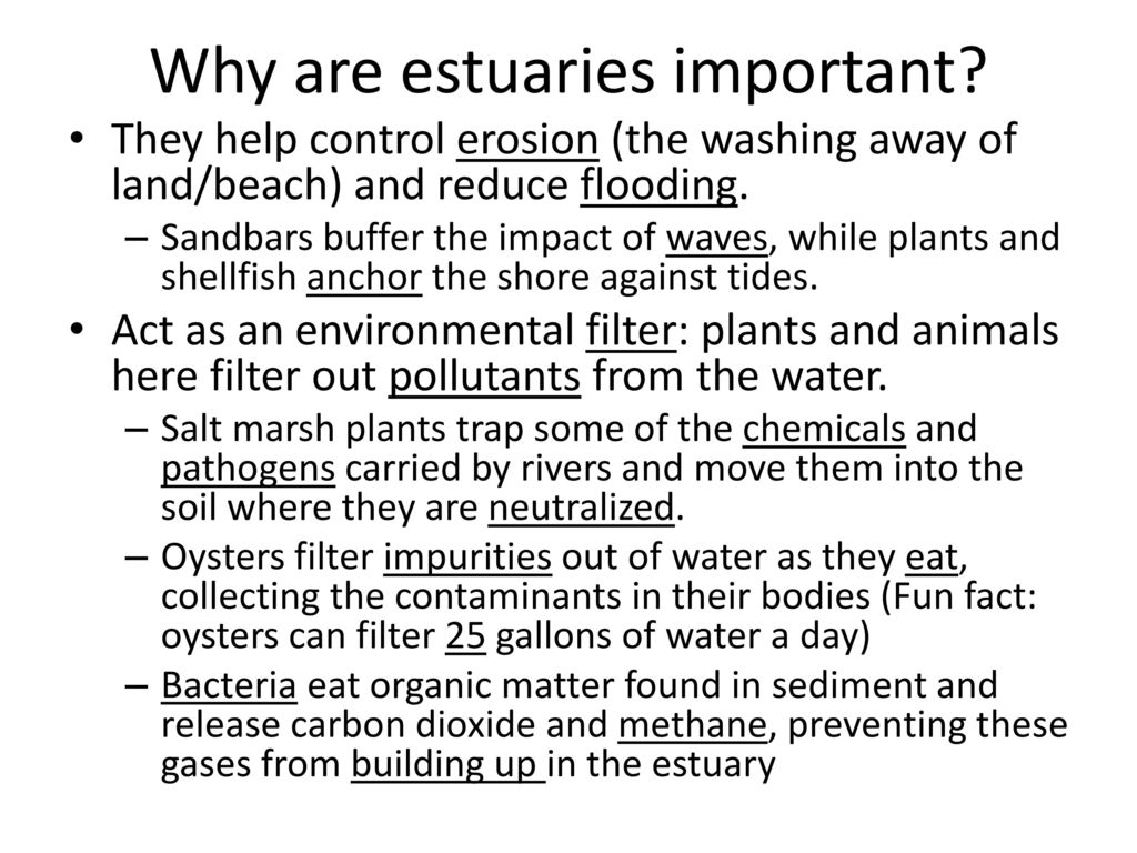 Why are estuaries important