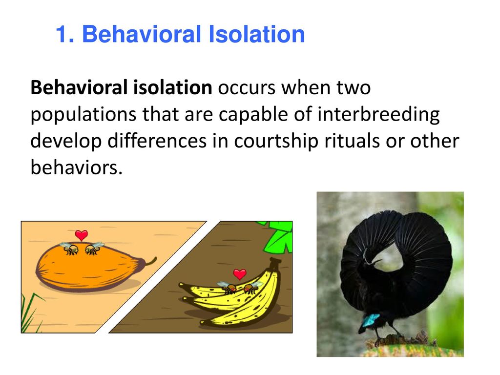 The process of speciation ch ppt download