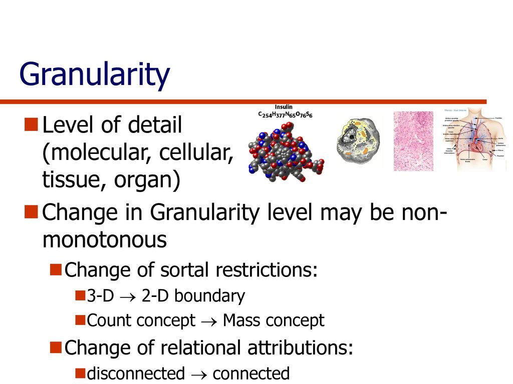 Granularity Level of detail (molecular, cellular, tissue, organ)