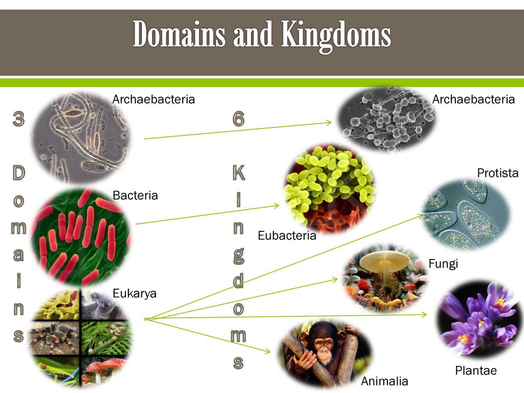 Domains and Kingdoms 6 Kingdoms 3 Domains Archaebacteria