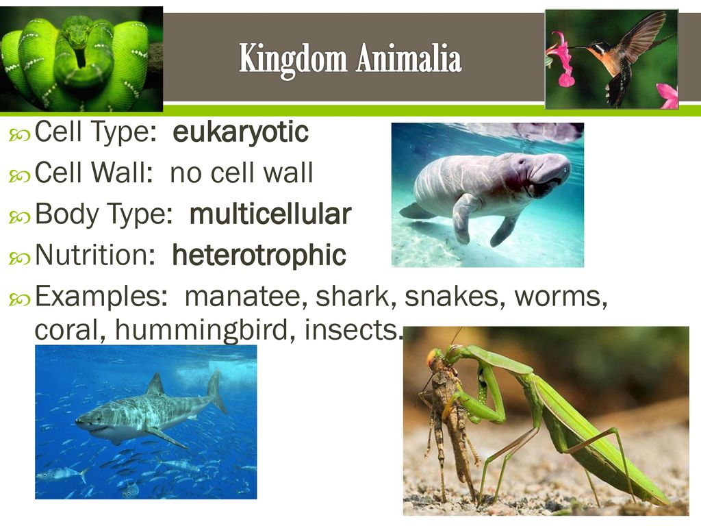 Kingdom Animalia Cell Type: eukaryotic Cell Wall: no cell wall