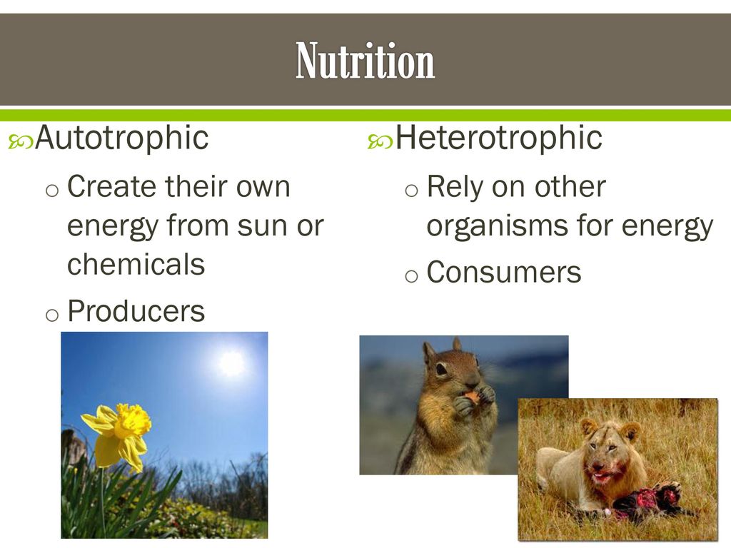 Nutrition Autotrophic Heterotrophic