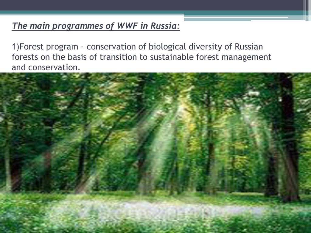 Предложения со словом Conservation programmes. Conservation of Biological diversity. Russia Forest Management. Russia is a of forests