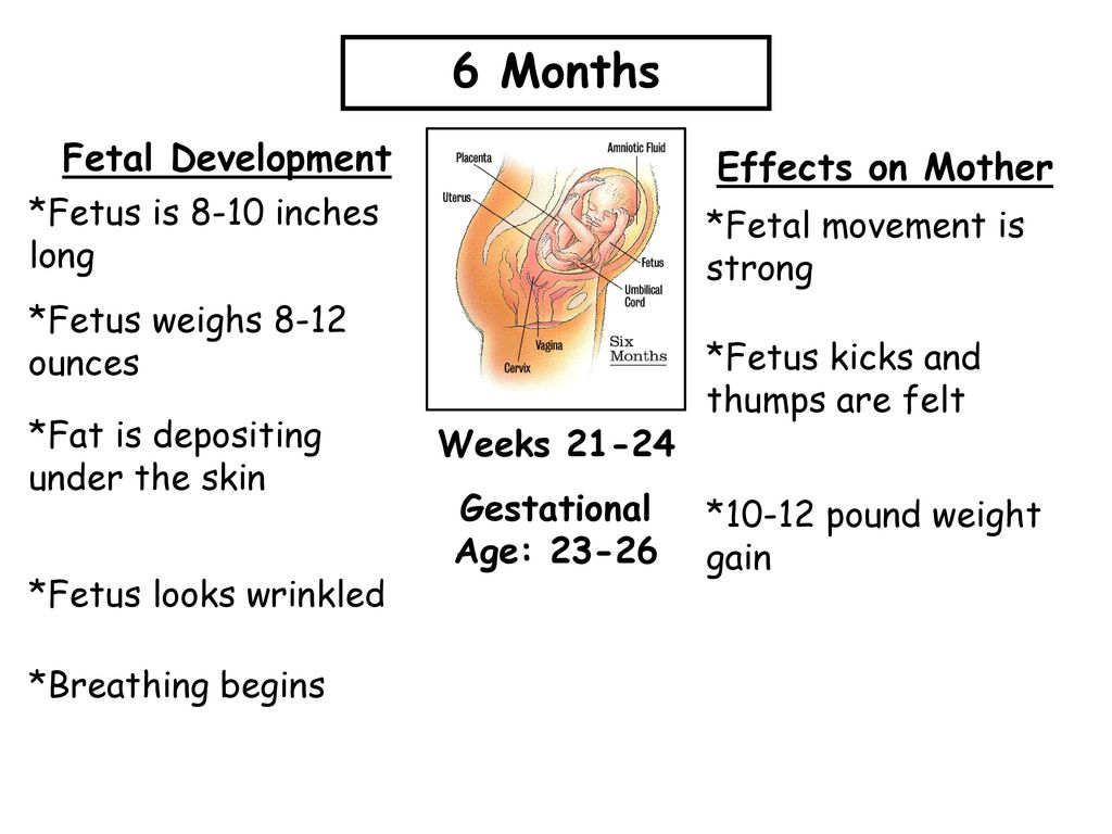 Chart Of Fetal Development Month By Month