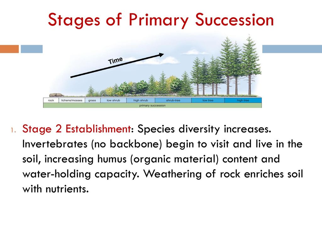  Zonation and succession - ppt download