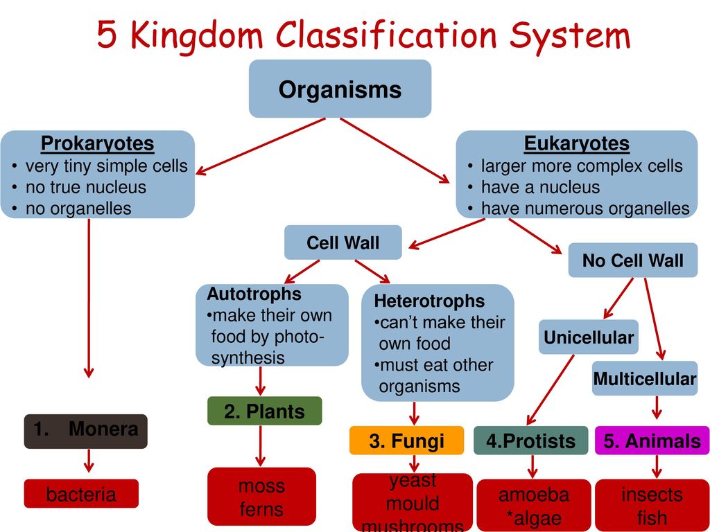 5 Kingdom Classification System