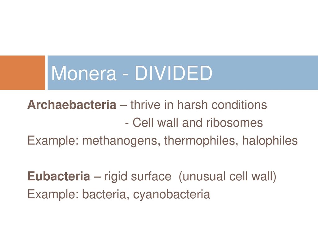 Monera - DIVIDED Archaebacteria – thrive in harsh conditions