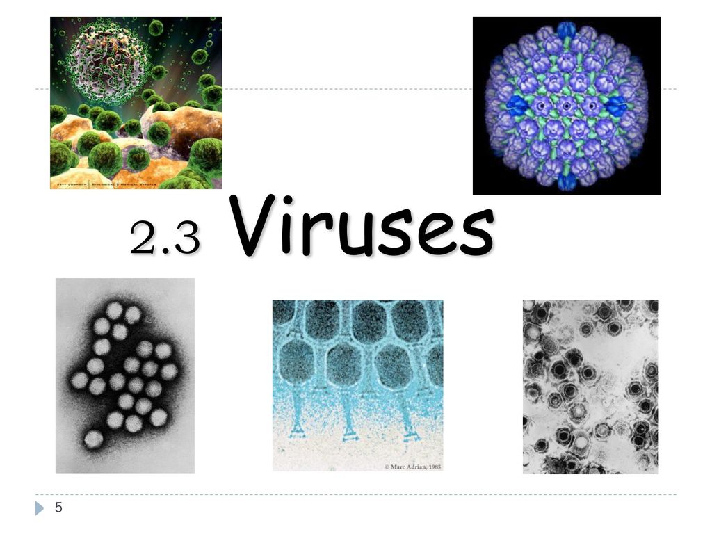 2.3 Viruses 8/6/2018 SBI3U - A.Y. Jackson S.S. 5 5