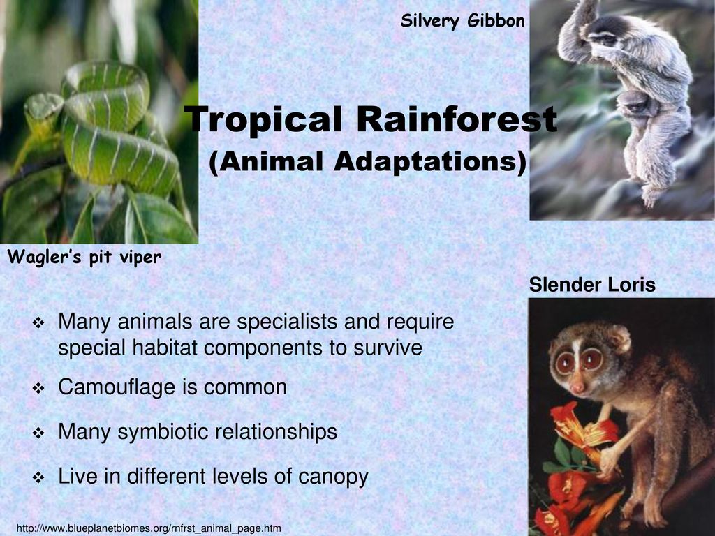 View Animal Adaptations In Tropical Png Pedia Edu