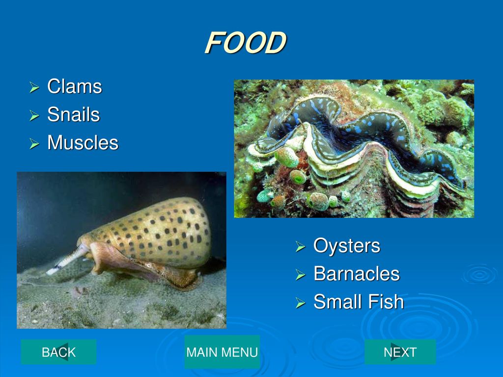 Under The Sea By Lindsey Kay QUIZ RESOURCES Biology Diagrams