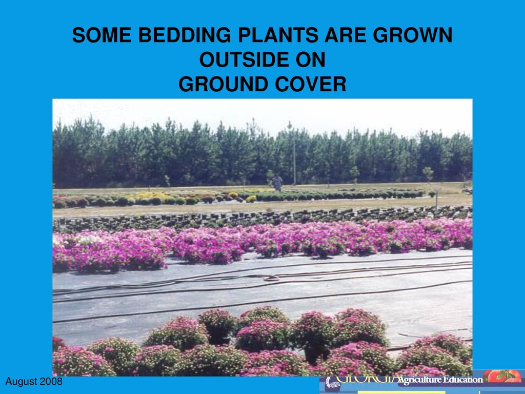 SOME BEDDING PLANTS ARE GROWN OUTSIDE ON GROUND COVER