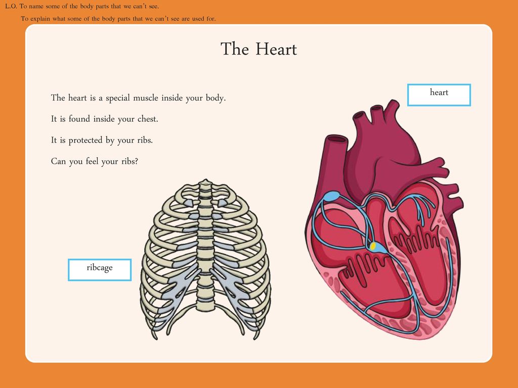 Heart = it beats and pumps blood around the body. Body Parts Aroung The Chest . Parts Of The Human Body Lesson 1 Ppt Download