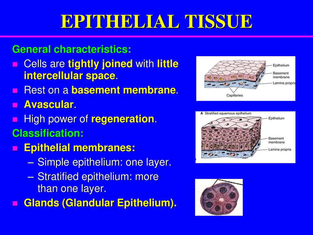 Epithelial Tissue Objectives: - ppt download