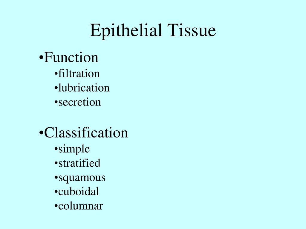 Animal Tissues Epithelial Tissue Connective Tissue Muscular Tissue - ppt  download