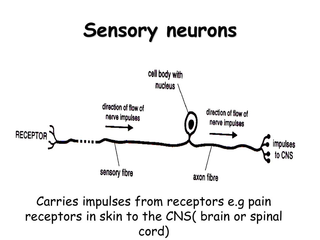 Sensory neurons Carries impulses from receptors e.g pain receptors in skin to the CNS( brain or spinal cord)