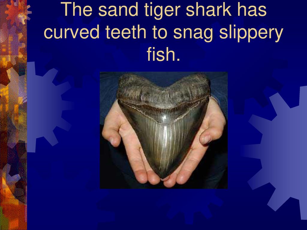 Super sharks by Nick. - ppt download
