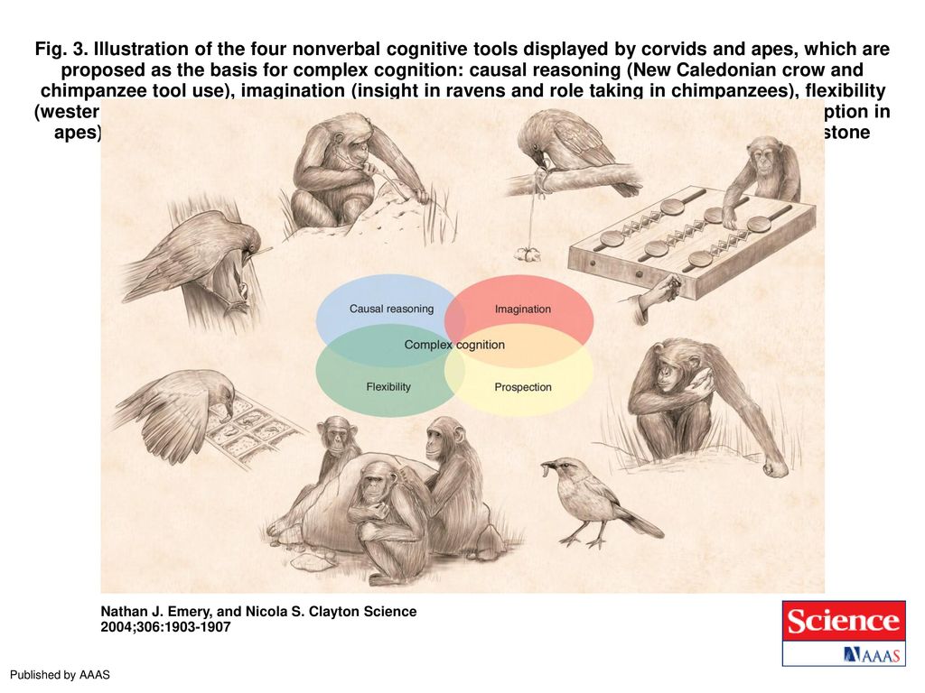 Fig. 3. Illustration of the four nonverbal cognitive tools displayed by