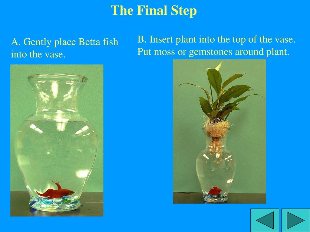 How to Make a Betta Fish Vase - ppt download