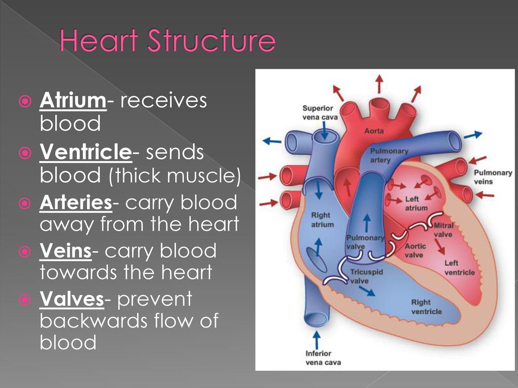 Как перевести heart. Heart structure. Blood structure. External structure of Heart. Aorta structure.