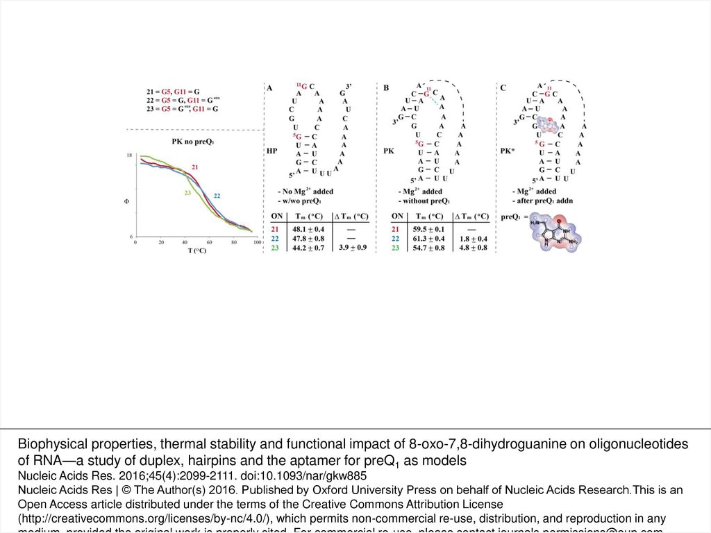 Figure 6. Sequence corresponding to the aptamer of a preQ<sub>1</sub>-I riboswitch (A) and the proposed structural transformation in the presence of Mg<sup>2+</sup>, (B) and the small molecule preQ<sub>1</sub> (C), before/after 8-oxoG modification at positions G5 and G11 (labeled in red, ONs 21–23). The structure of preQ<sub>1</sub> is shown with its charge density representation in the background. Provided tables indicate the measured T<sub>m</sub> values for each ON, recorded via CD at 270 nm (T<sub>m</sub> measurements for PK are displayed in the inset, lower left corner).