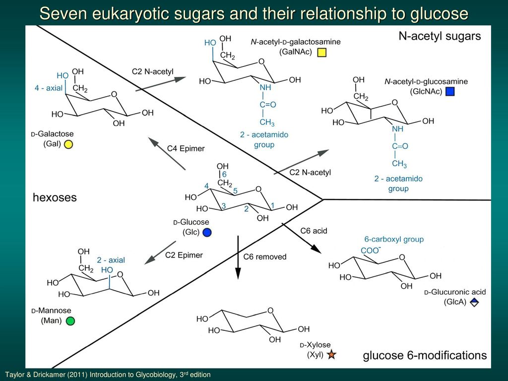 Seven eukaryotic sugars and their relationship to glucose
