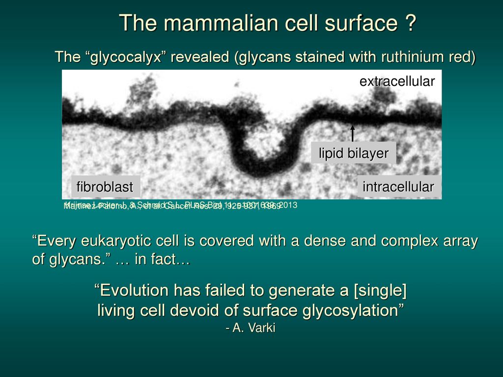The mammalian cell surface