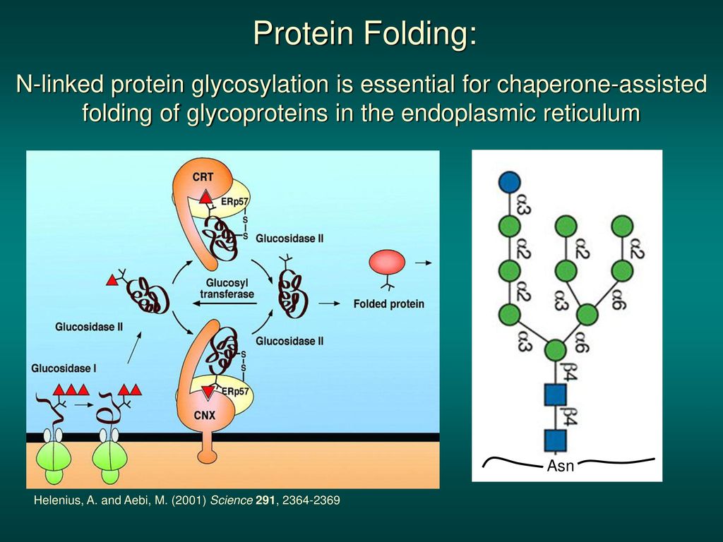 Protein Folding: N-linked protein glycosylation is essential for chaperone-assisted folding of glycoproteins in the endoplasmic reticulum.