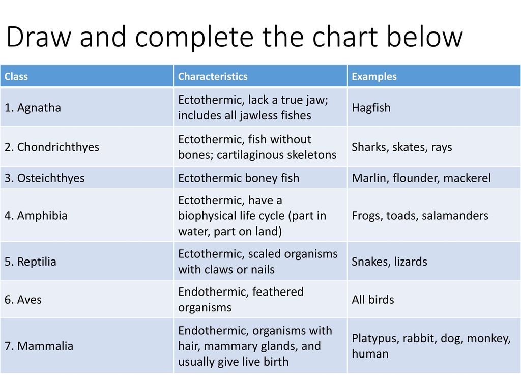 Phylum Chordata Characteristics Chart