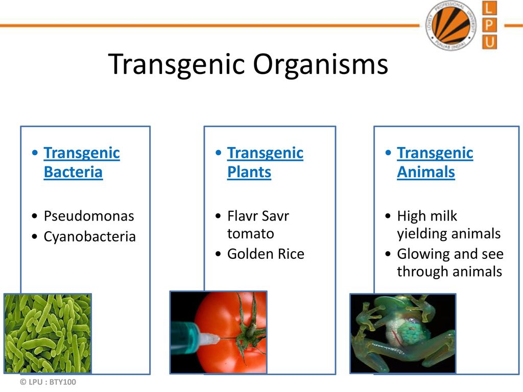 BTY100-Lec# Genetic Engineering-A Potential Solution © LPU : BTY ppt  download