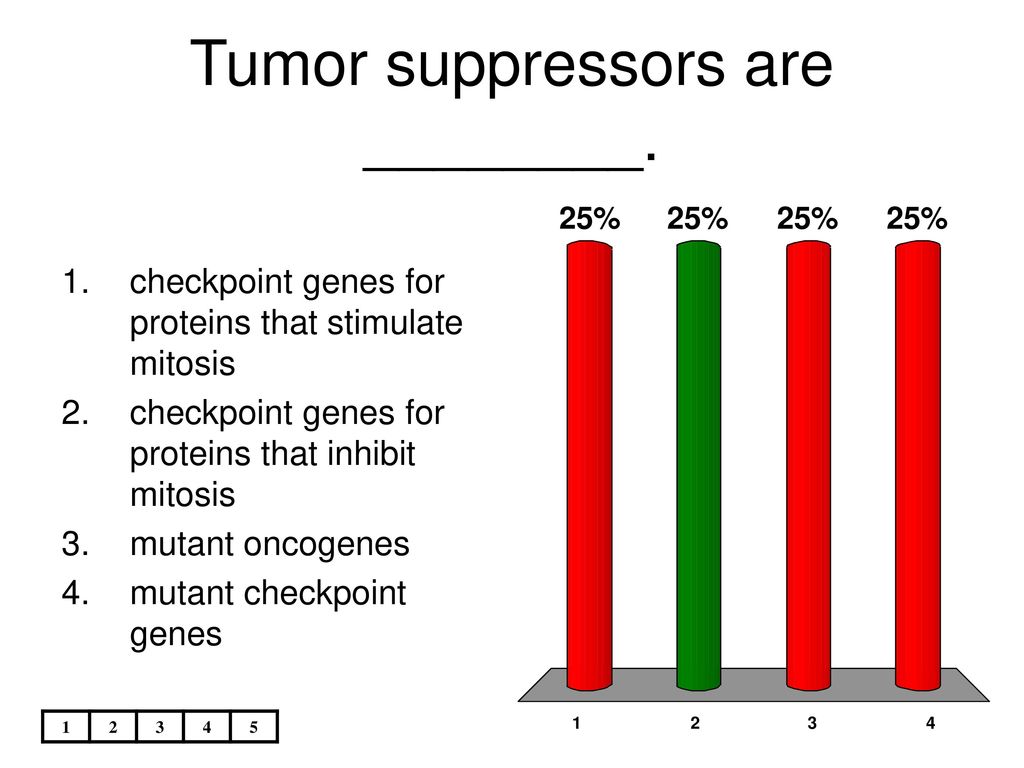 are among the largest cells known Biology Diagrams