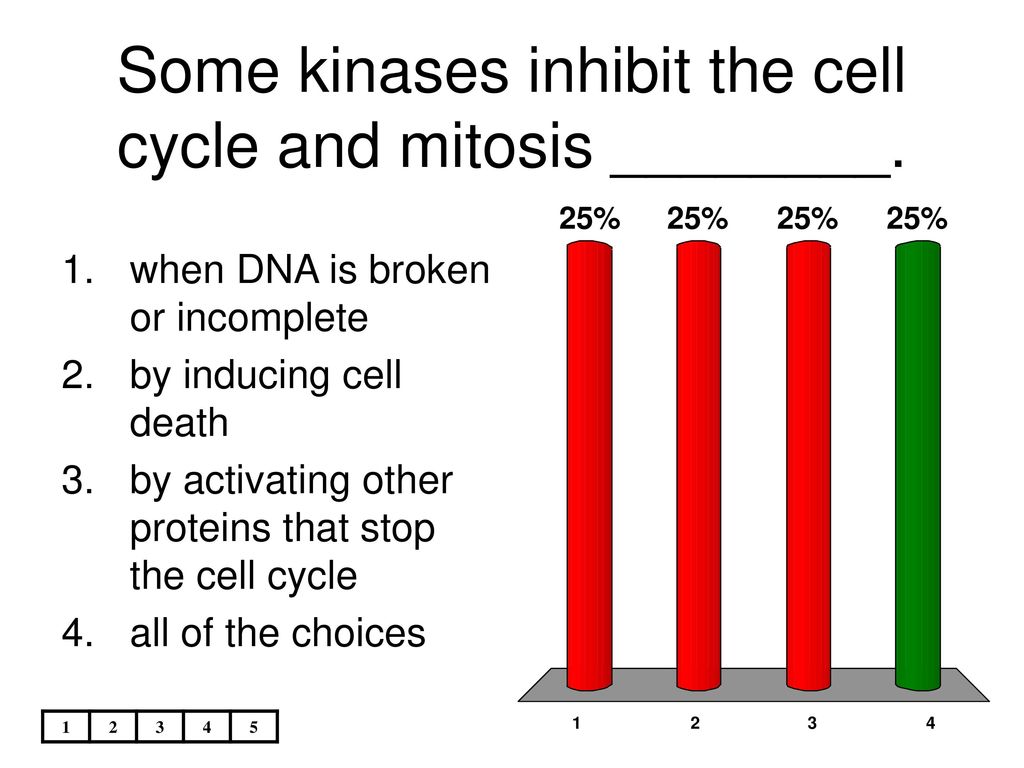 are among the largest cells known Biology Diagrams