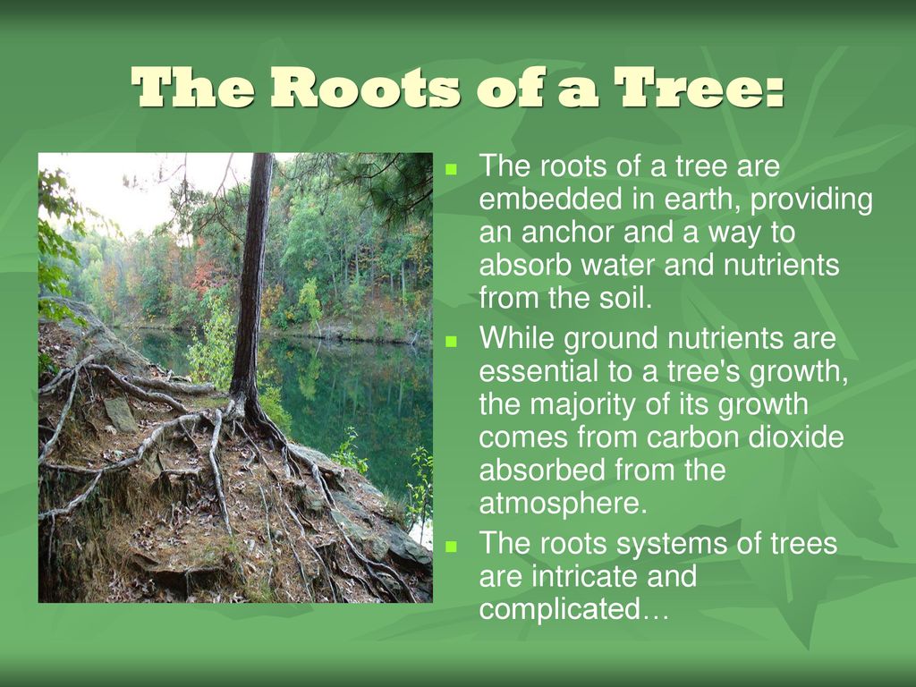 The Roots of a Tree: The roots of a tree are embedded in earth, providing an anchor and a way to absorb water and nutrients from the soil.