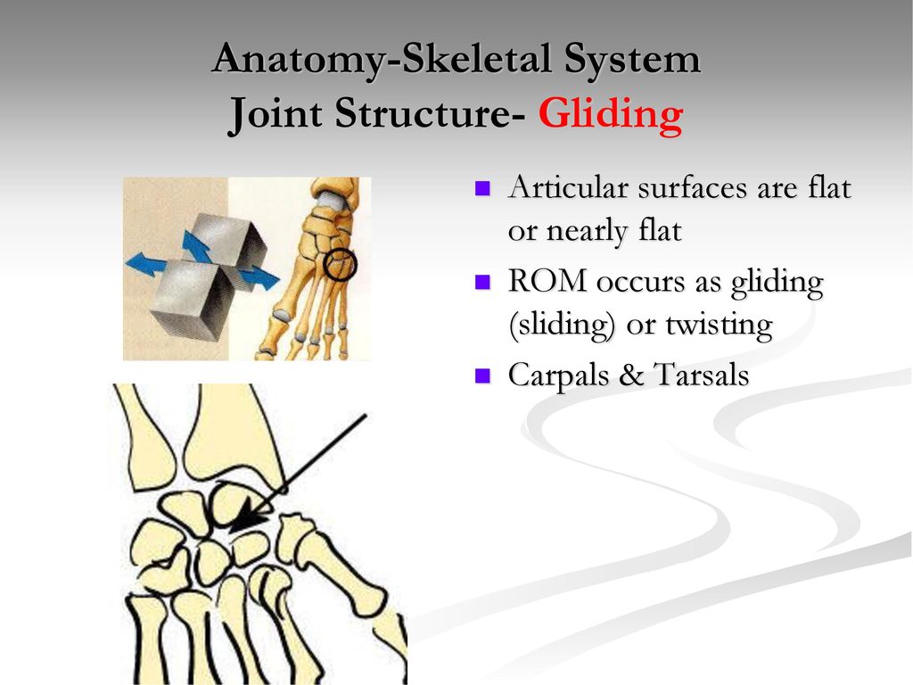 Anatomy-Skeletal System - Ppt Download